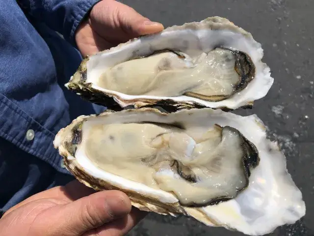 産地で殻を開けた新鮮な牡蠣
