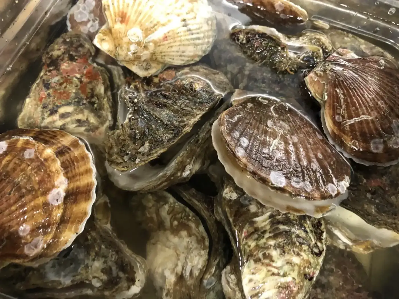 仕入れたばかりの牡蠣とホタテなどの貝類